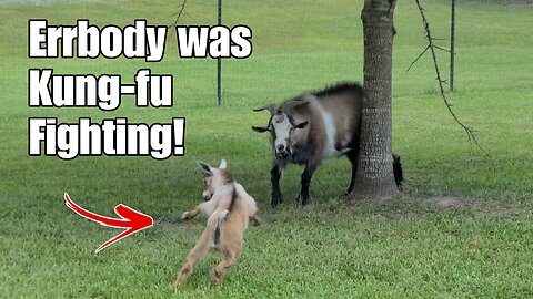 Errbody was KUNG-FU Fighting! Goat karate!