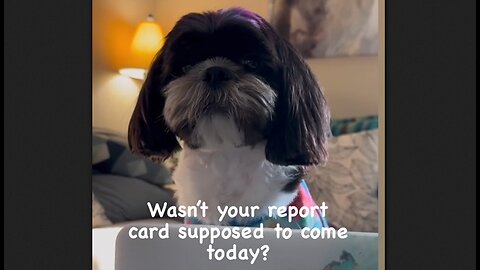 Wasn't Your Report Card Supposed To Come Today? - HaloRock