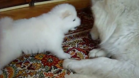 Samoyed puppy bonds with his father