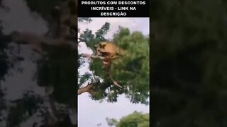 leão e leopardo brigando em cima da árvore