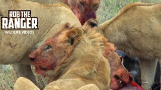 Young Lions Have A Gnu For Breakfast As Hyenas Wait | Maasai Mara Safari | Zebra Plains