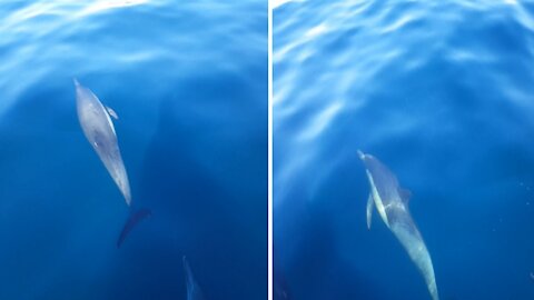 We got on the boat and some dolphins accompanied us