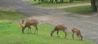 4 Deer at the neighbors