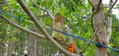 Squirrel Steals fishing Rod, Cat toy and gets caught