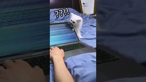 Cute kitten breaks the screen #shorts #cat #kitten