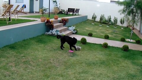 🐶 Resultado 3 Meses Remoção da Cabeça do Femur em Cães Colocefalectomia ou Cefalectomia - Flat Coat