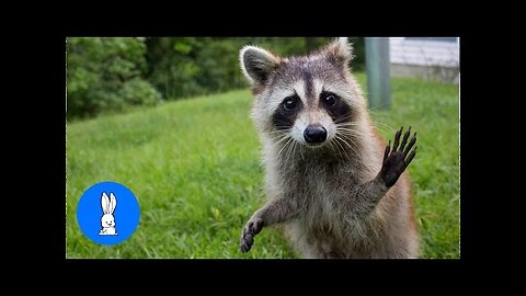 Raccoons Wearing Clothes - FUNNIEST Compilation