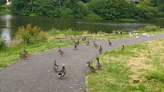 Mallards at the pond