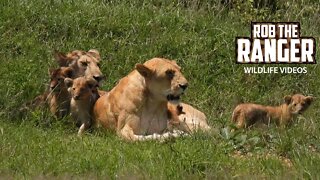 Lion Pride With Small Cubs | Maasai Mara Safari | Zebra Plains