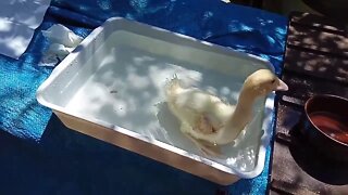 Indian Runner Duckling, gets back in the water, after I took him out, ( part 4 ) ( Video 9 )