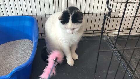 Using a feather toy to play with Fry at the shelter