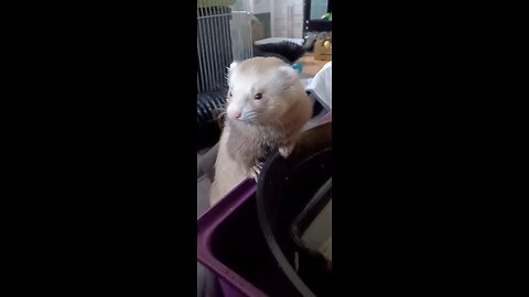 Romeo the ferret chasing everything!