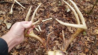 First Antler sheds! Well... kind of from the Illinois homestead