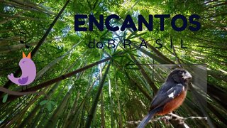 🐦🐦 CANTO DO AVINHADO DO AMAPÁ 🐦🐦