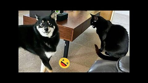 Funniest Dogs And Cats Videos 😅 - Best Funny Animals Videos 2023😇