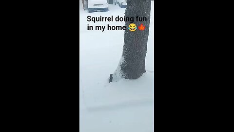 squirrel 🐿️