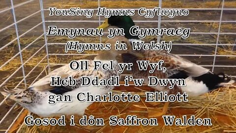 Oll Fel yr Wyf, Heb Ddadl i'w Dwyn (Saffron Walden)