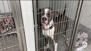 Metro Detroit shelters struggle due to increased pet surrenders