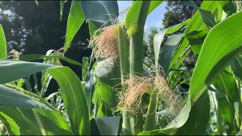 Warning From A Farmer. Warning to Consumers. Warning for America. Prepare!