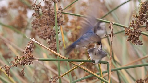 Tree Swallow Parents Feed Their Chick