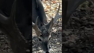 Antler Close Up! Big Buck