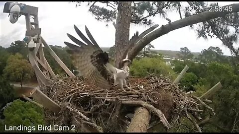 Osprey Checks Out The Nest-Cam Two 🦅 4/18/22 12:58