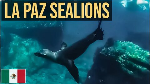 Swimming with Sea Lions in Mexico