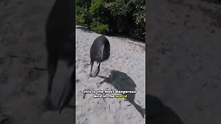 The Most Dangerous Bird in the World!