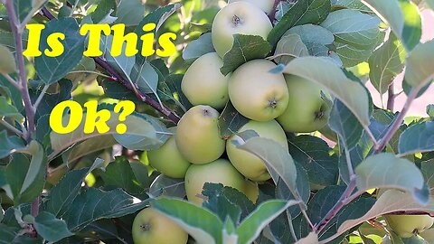 Want Big, Beautiful Apples? Do This ONE Thing!