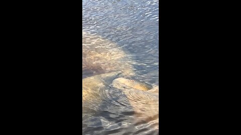 Manatees huddling up in the cold January water.