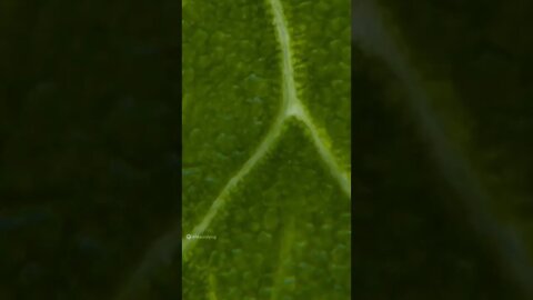 #macro #microscope #videography #zoom #viral #macrozoom #leaf #nature