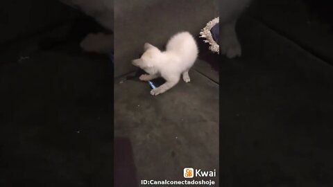 Gatinho Brincando