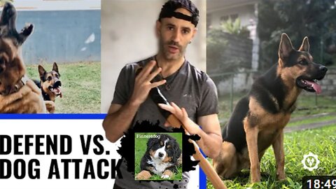 Tips To Defend Against Dog Attack