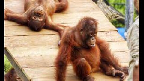 Working with Orangutans in Borneo - A Day In The Life