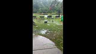 Boston Terriers and the rain