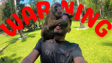 Beware of Monkeys in Negros