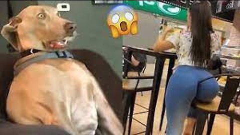 Funniest Videos 2023😂Funny Cats🐱and Dogs🐶Part 5#funny dog#funnycats #animals #babycat #cutecat