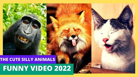 The Cute Silly Animals Will Make You Laugh All Day | Funny Animals Videos 2022