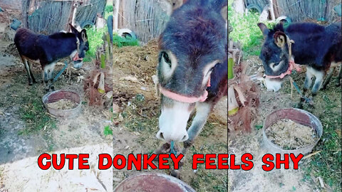 Cute Egyptian Donkey Feels Shy From My Video