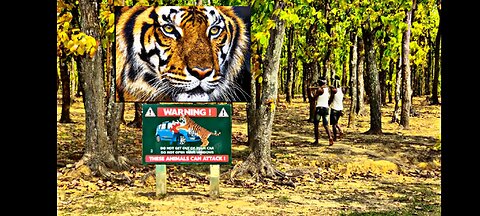 Tiger Attack Man in Forest | Royal Bengal Tiger Attack Fun Made Movie