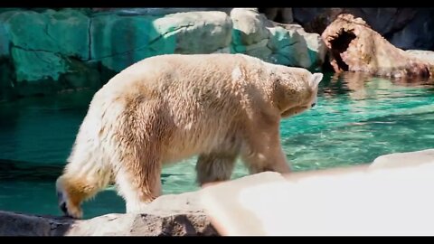 Polar bear at zoo walking