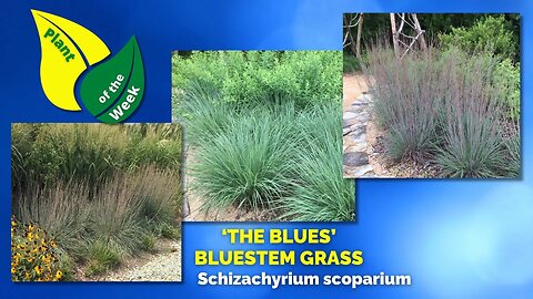 THE BLUES BLUESTEM GRASS | Schizachyrium scoparium 'The Blues'