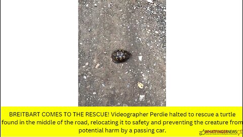 BREITBART COMES TO THE RESCUE! Videographer Perdie halted to rescue a turtle found