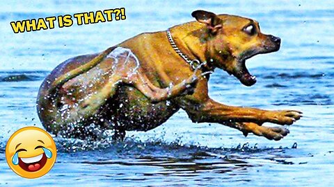 Funniest Animal Videos 2023😅 Best Funny Cats & Dogs Videos🥰