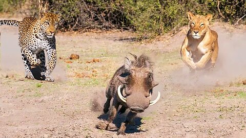 Warthog Adventure! The Sly Warthog Fights Alone And Knock Down Africa's Deadliest Predators