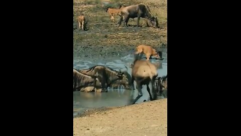 Wildebeest stuck in water 😱#wildlife #wildlifemagictv#wildlife#magic#nature#animals#wildebeest