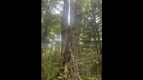 The Great Adirondacks