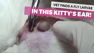 Vet Stunned To Find THIS In Tiny Kitten's Ear