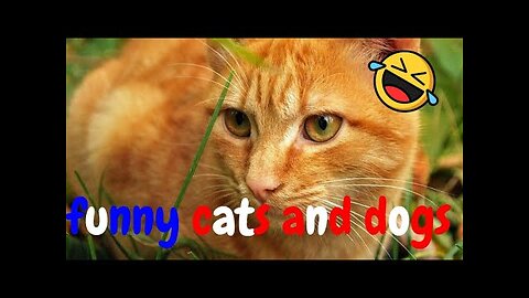 Funny Cats And Dogs Video