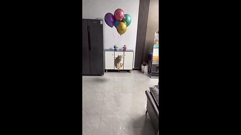 Little kitten bind with ballons and she start flying toward roof